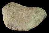 Fossil Hadrosaur Phalange - Alberta (Disposition #-) #143305-2